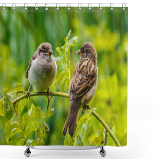 Personality  Two Sparrows Sit On A Branch And Look At Each Other In The Park In The Summer Shower Curtains