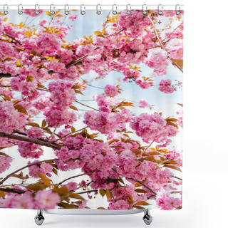 Personality  Low Angle View Of Branches With Blossoming Pink Flowers On Cherry Tree Shower Curtains