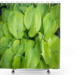 Personality  Hosta Sum And Substance Plant In The Garden Shower Curtains
