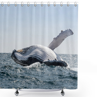 Personality  Humpback Whale Jumping In Puerto Lopez, Ecuador Shower Curtains