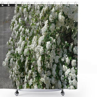 Personality  Spiraea Vanhouttei. Beautiful Flower Abstract Background Of Nature. Spirea Wangutta. Spring Landscape. Floriculture, Home Flower. Delicate White Flowers Shower Curtains