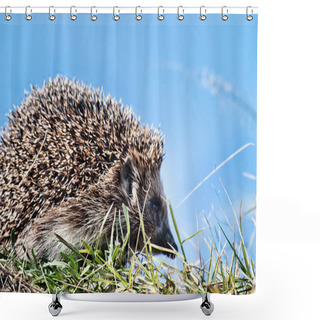 Personality  Hedgehog In The Spring Grass Shower Curtains