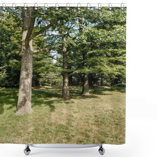 Personality  Row Of Trees Growing In Park On Sunny Day Shower Curtains