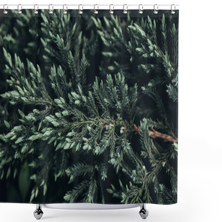 Personality  Closeup Shot Of Fir Tree Branches In Spring Shower Curtains
