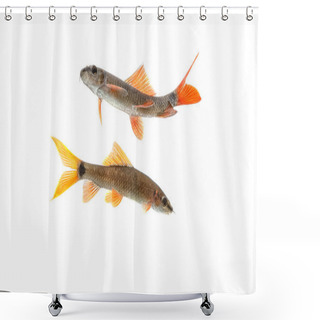 Personality  Aquarium Fish Red Tail Shark (Labeo Bicolor) On White Background Shower Curtains