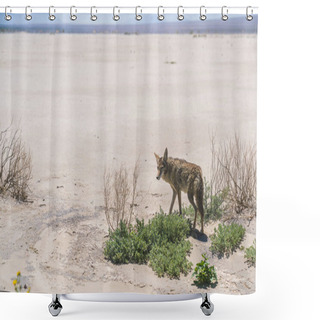 Personality  Coyote Stalk On Roadside  In Desert Area. Shower Curtains