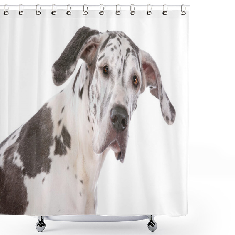 Personality  Great Dane Harlequin Shower Curtains