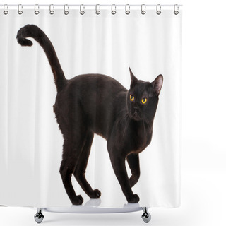 Personality  Bombay Black Cat On A White Background Shower Curtains