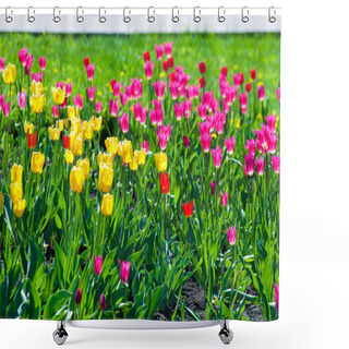 Personality  Spring Flowers, Tulips, Tulips Of Colorful Flowers In The Spring. Bulbous Plant Of The Family. Liliaceae With Large Flowers, Shaped Like Caps. Shower Curtains