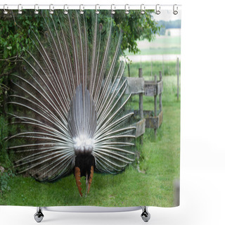 Personality  Peacock Showing Its Beautiful Feathers, Seen From Behind Shower Curtains