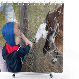 Personality  Little Cute Adorable Caucasian Blond Toddler Boy Having Fun Enjoy Feeding Alpaca Or Lama Animal With Grass In Hand At Far Yard Or Zoo. Children Outdoor Activities And Pet Care Shower Curtains