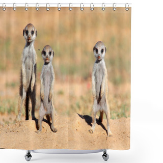 Personality  Meerkat Babies Shower Curtains