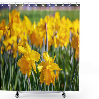 Personality  Close Up View Of Beautiful Yellow Narcissus Flowers Shower Curtains