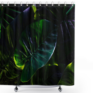 Personality  Full Frame Image Of Beautiful Palm Leaves Background  Shower Curtains
