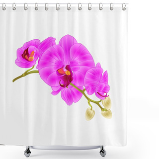 Personality  Stem Orchids Flowers Purple  Phalaenopsis Tropical Plant Vintage Vector Botanical Illustration For Design Editable Hand Draw  Shower Curtains