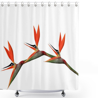 Personality  Bird Of Paradise Flowers Arching Shower Curtains
