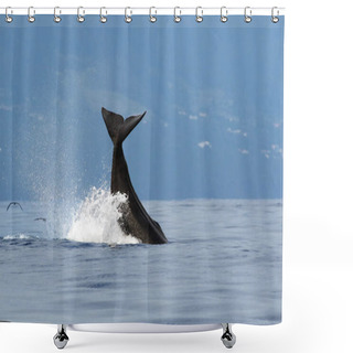 Personality  The Sperm Whale (Physeter Macrocephalus) Or Cachalot, Sperm Whale Tail Shower Curtains