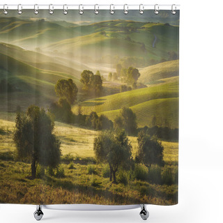 Personality  Tuscan Olive Trees And Fields In The Area Of Siena, Italy Shower Curtains