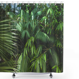 Personality  Close Up View Of Beautiful Palms With Green Leaves Shower Curtains