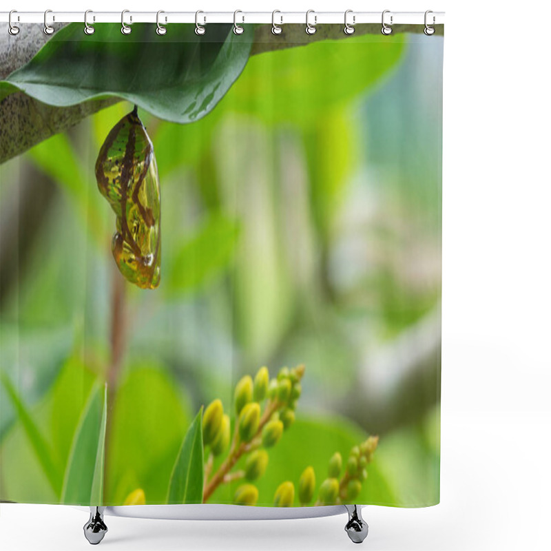 Personality  Chrysalis Butterfly Shiny Golden Hanging On A Leaf With Nature Background. Shower Curtains