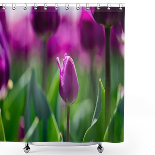 Personality  Selective Focus Of Beautiful Purple Colorful Tulip Shower Curtains
