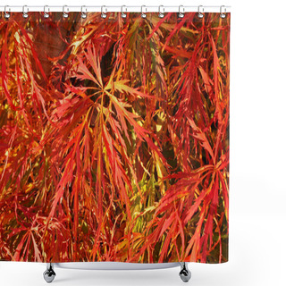 Personality  Red Leaves Of A Japanese Maple Shower Curtains