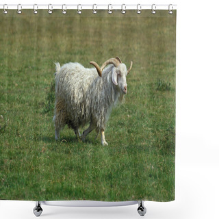 Personality  Angora Domestic Billy Goat, Breed Producing The Mohair Wool   Shower Curtains