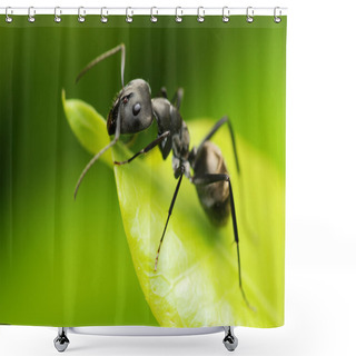Personality  Macro Fo A Black Ant's Face Shower Curtains