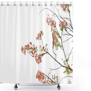Personality  Flame Tree Or Royal Poinciana Tree Shower Curtains