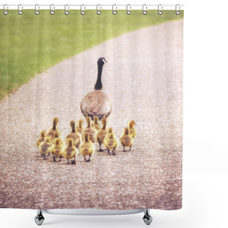 Personality  Cute Family Of Geese Walking On A Pebble Stone Path In A Local Wildlife Park  Shower Curtains