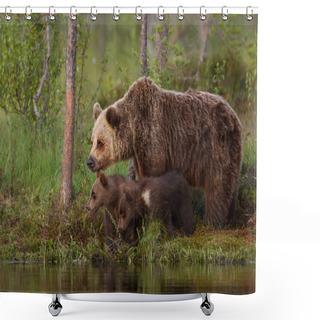 Personality  Eurasian Brown Bear Cubs With A Mom By The Pond Shower Curtains