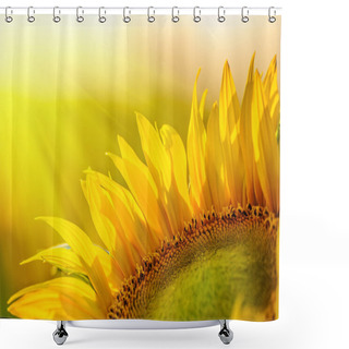 Personality  Golden Sunflower In The Field Backlit By The Rays Of The Setting Shower Curtains