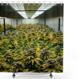 Personality  Legal Cannabis Flowering Plants. The Plants Are Grown Inside An Indoor Hydroponic Grow With Artificial Lights And Irrigation Shower Curtains