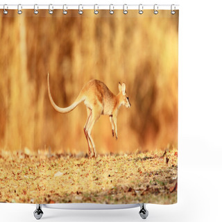 Personality  Agile Wallaby (Macropus Agilis) In Darwin, Australia Shower Curtains