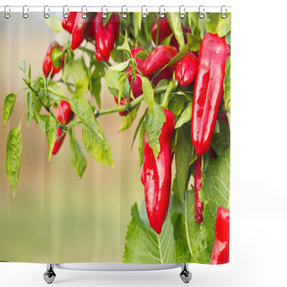 Personality  Red Pepper Shower Curtains