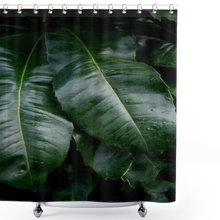 Personality  Tropical Shower Curtains