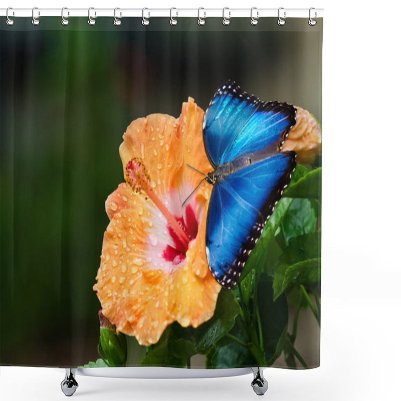 Personality  Blue Morpho Butterfly (Morpho Peleides) Shower Curtains