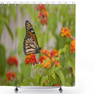 Personality  Monarch Butterfly Shower Curtains