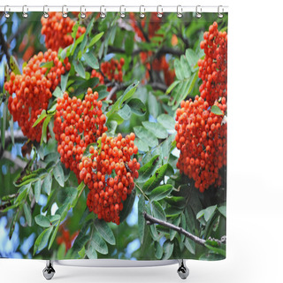Personality  Rowan Berries, Mountain Ash (Sorbus) Shower Curtains