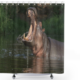 Personality  Hippo With Open Mouth Shower Curtains