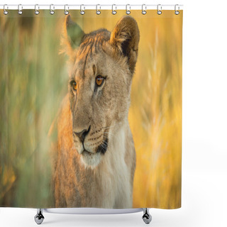 Personality  This Close Up Of A Lioness Was Photographed At Sunrise In The Etosha National Park, Namibia Shower Curtains