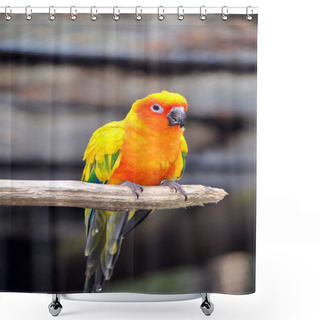 Personality  Sun Conure Parrot Shower Curtains