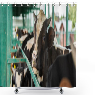 Personality  Horizontal Concept Of Spotted Cow In Herd Near Cowshed Fence, Selective Focus Shower Curtains