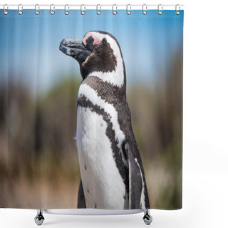 Personality  Beautiful Isolated Penguin Dwelling Free In A Natural National Park In North Patagonia Near The City Of Puerto Madryn In Argentina. Unesco World Heritage As Natural Reserve Park In A Summer Day. Shower Curtains