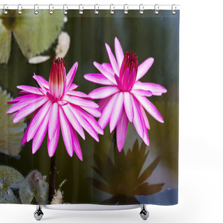 Personality  Closeup Of Two Red Water Lilies In Lagoon Shower Curtains