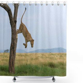 Personality  Wild Lions In Africa Shower Curtains