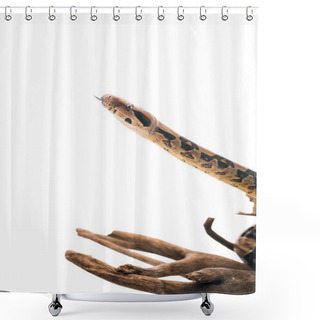 Personality  Selective Focus Of Python With Sticking Out Tongue On Wooden Snag Isolated On White Shower Curtains