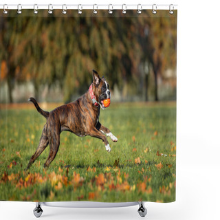 Personality  German Boxer Dog Running In The Park With A Toy Shower Curtains