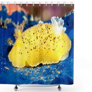 Personality  Colorful Yellow Nudibranch Shower Curtains
