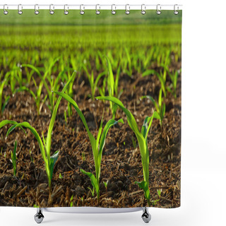 Personality  Sunlit Young Corn Plants Shower Curtains